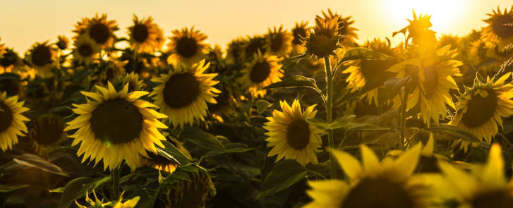 Feld mit Sonnenblumen vor einem Sonnenuntergang