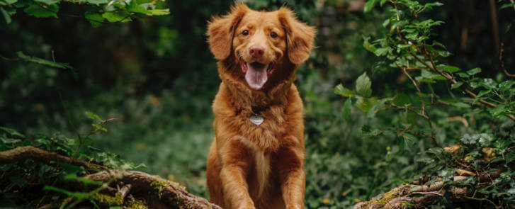 Glücklicher Hund im Wald