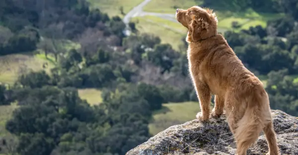 Ein Hund steht auf einem erhöhten Fels und schaut in ein Tal.